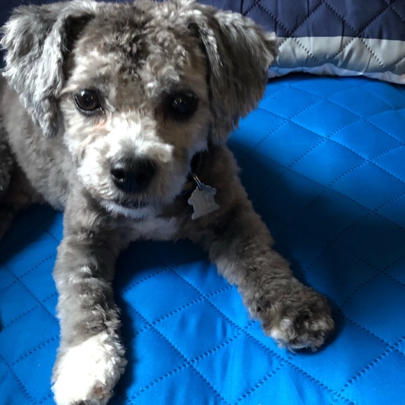 Meet your Posher, Mara - Picture 1 of 1